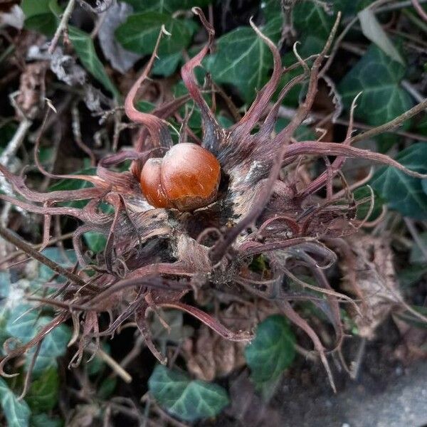 Corylus colurna Frucht