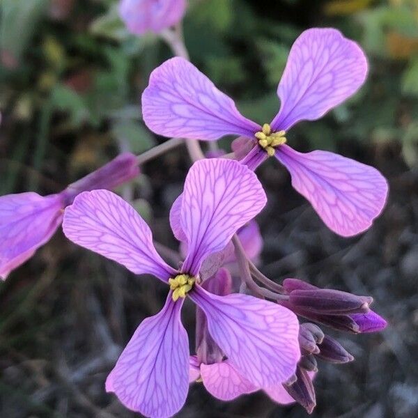 Moricandia arvensis Kwiat
