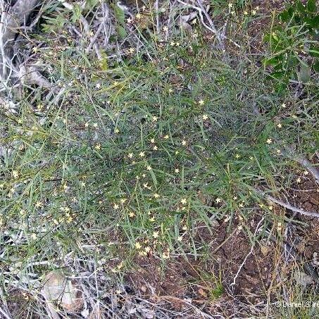 Alstonia deplanchei Habit