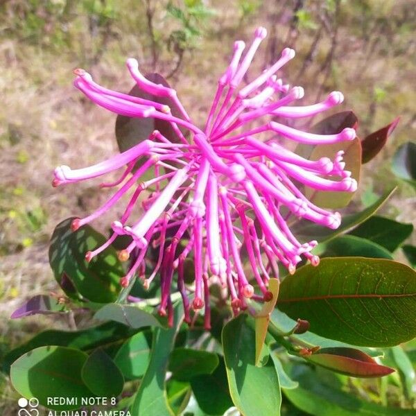 Fuchsia paniculata 花