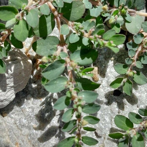 Euphorbia prostrata Blad