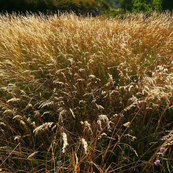 Bromus secalinus Ffrwyth