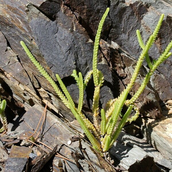 Crassula muscosa Vekstform