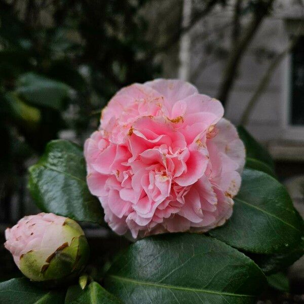 Camellia sasanqua Flower