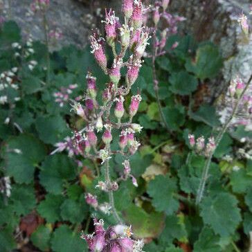 Heuchera rubescens Celota