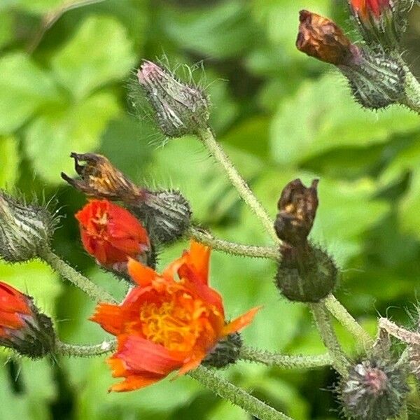 Pilosella aurantiaca Çiçek