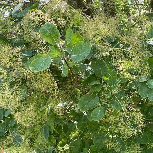 Cotinus obovatus 叶