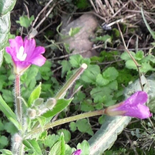 Epilobium hirsutum Žiedas