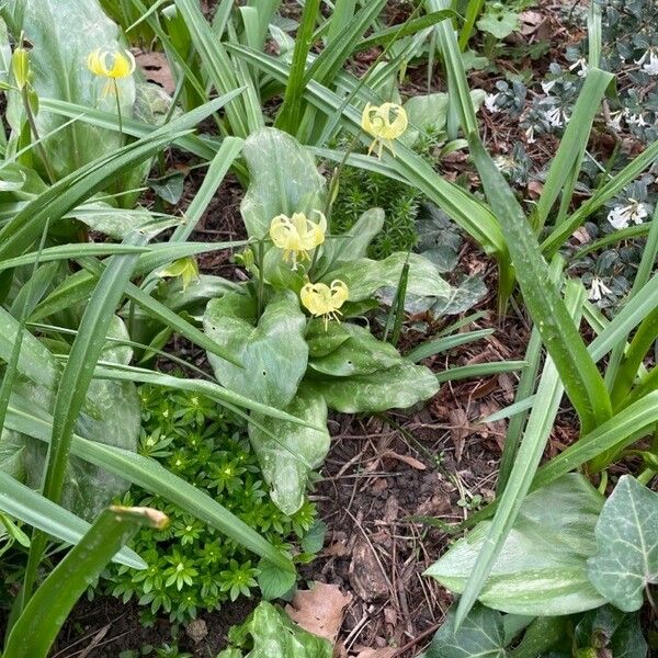 Erythronium revolutum Λουλούδι