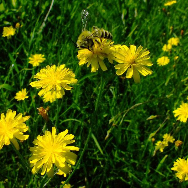 Crepis tectorum 花