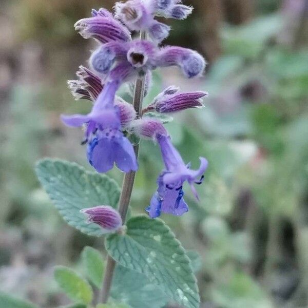 Nepeta cataria Fiore