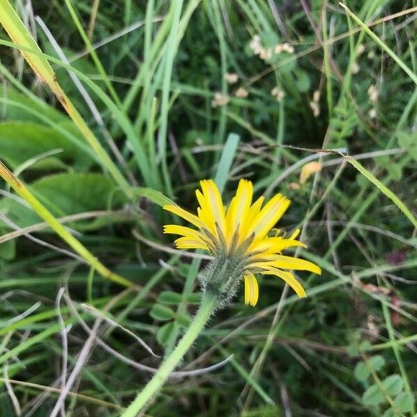 Leontodon hispidus Blomma