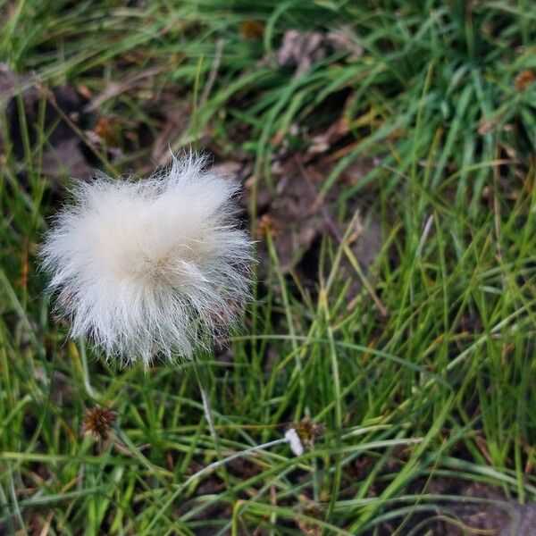 Eriophorum scheuchzeri Kwiat