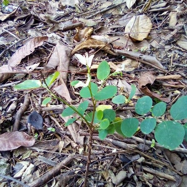 Phyllanthus tenellus Leaf