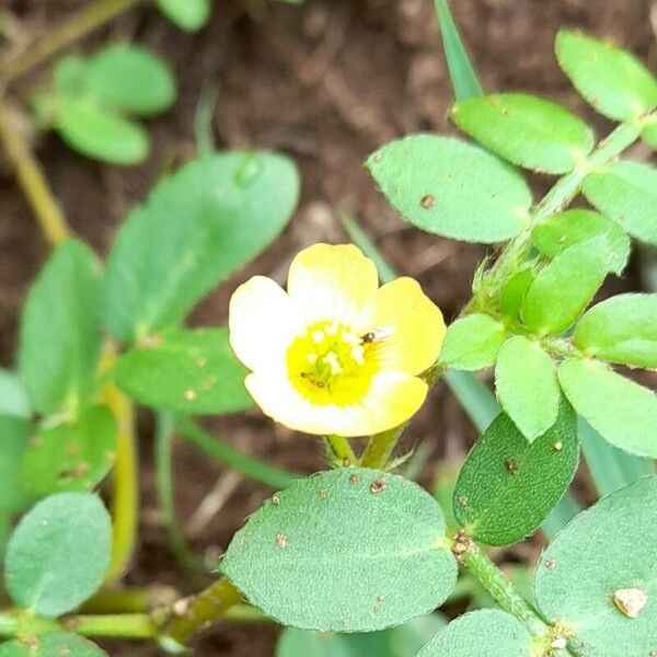 Kallstroemia maxima Flor