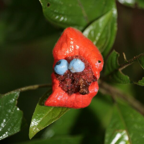 Psychotria poeppigiana Fruit