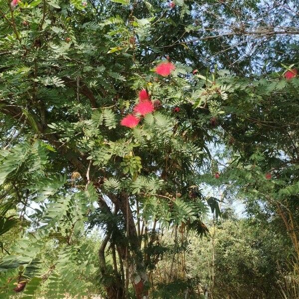 Calliandra surinamensis Floare