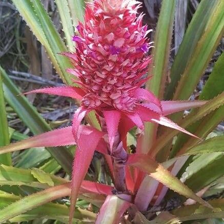 Ananas comosus 花