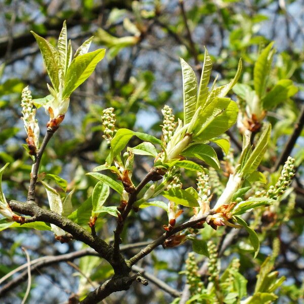 Prunus virginiana Кветка