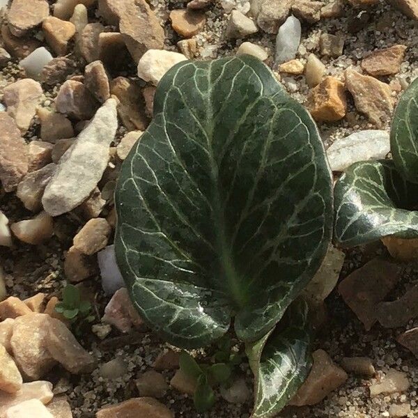 Arum pictum 葉