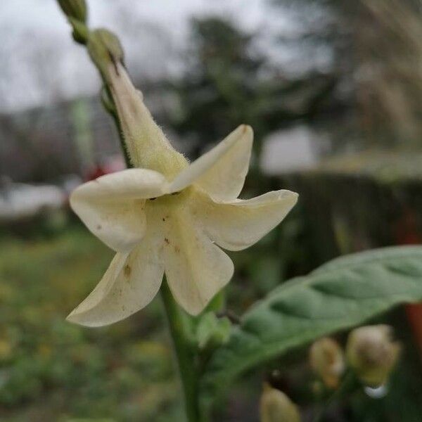 Nicotiana alata Lorea