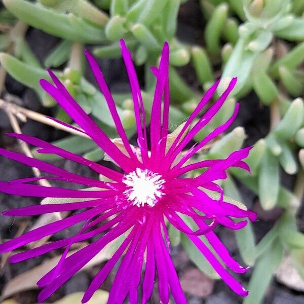 Delosperma cooperi Flower