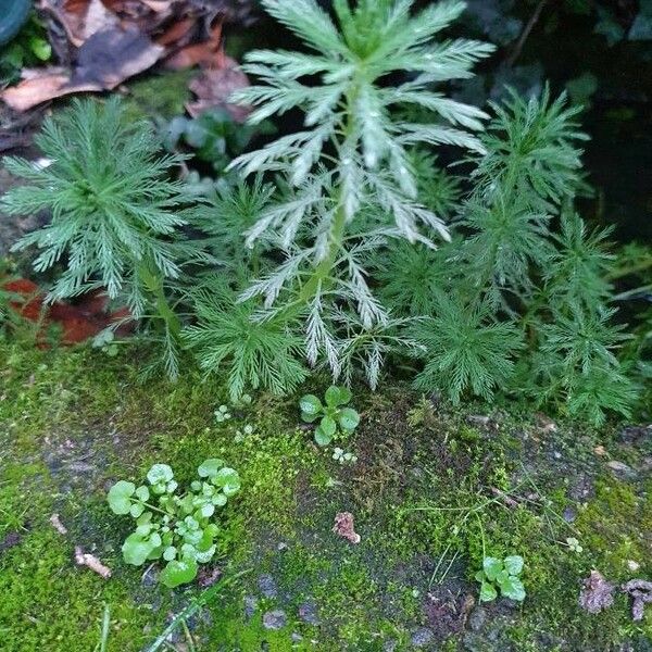 Myriophyllum aquaticum Blad