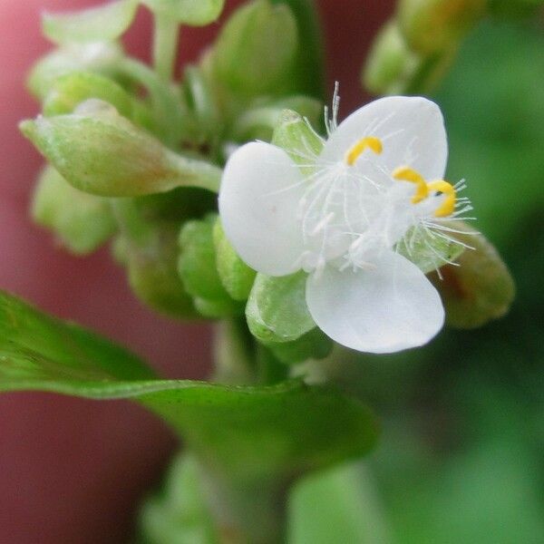 Callisia serrulata Flor