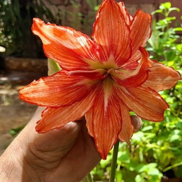 Hippeastrum puniceum Цвят