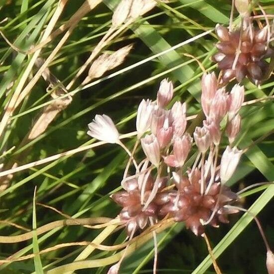 Allium oleraceum Fiore