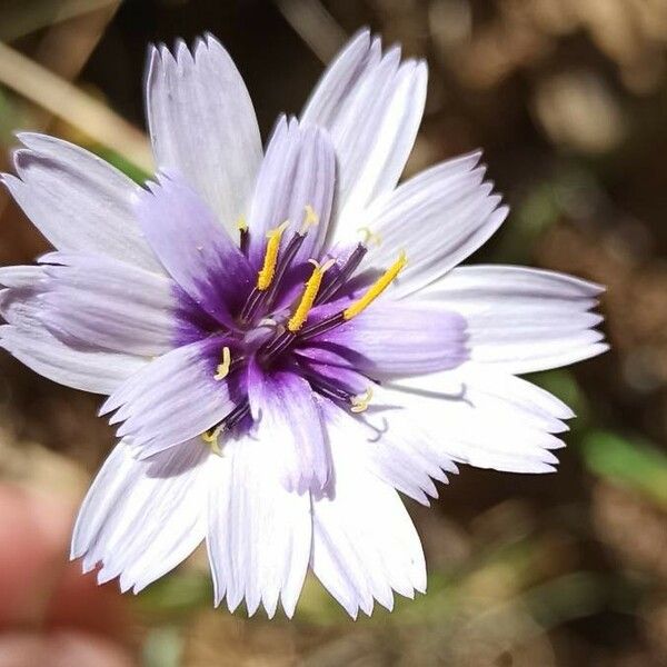 Catananche caerulea 花