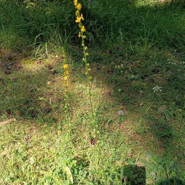 Agrimonia eupatoria Характер