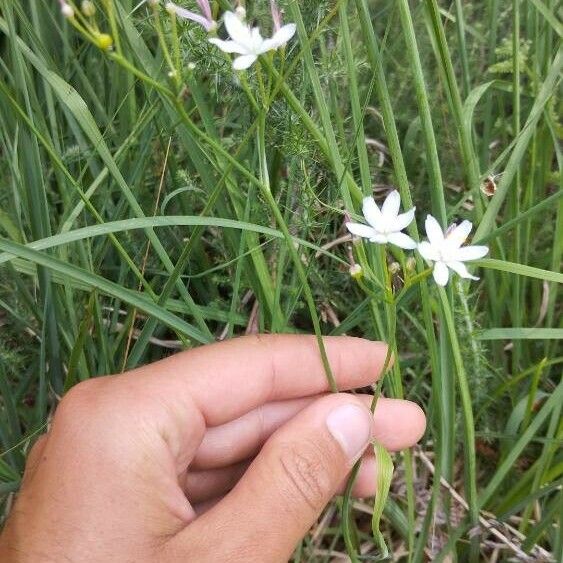 Simethis mattiazzii Flower