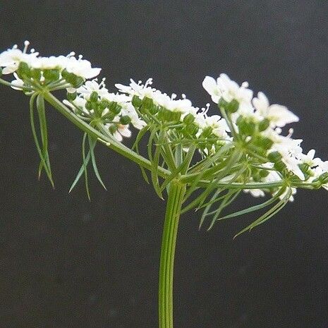 Aethusa cynapium Flower