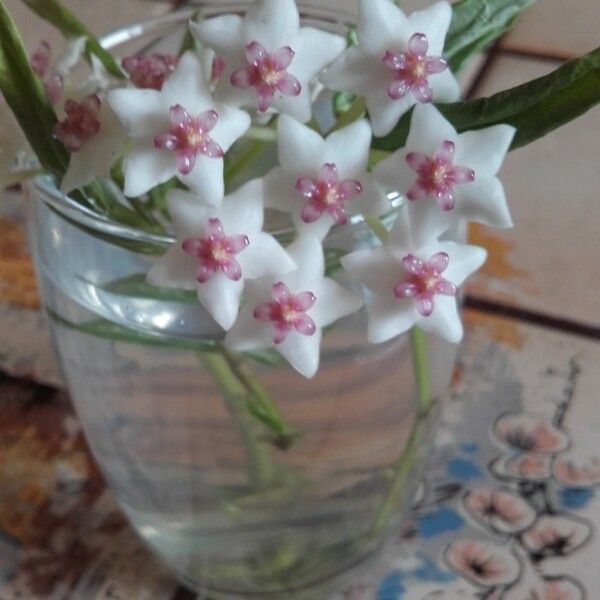 Hoya bella Floro