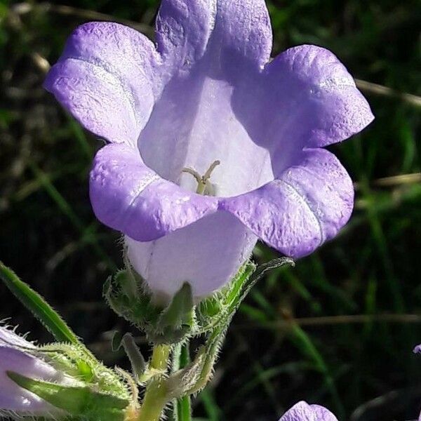 Campanula speciosa Kvet