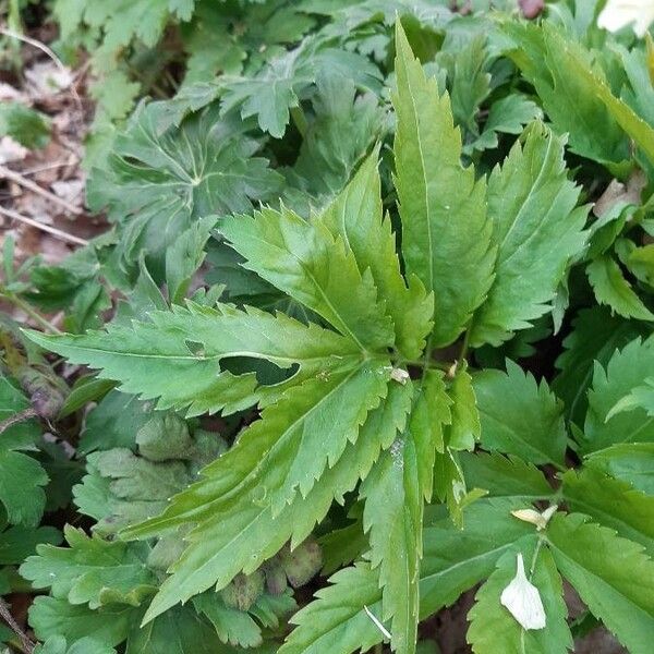 Cardamine heptaphylla Лист