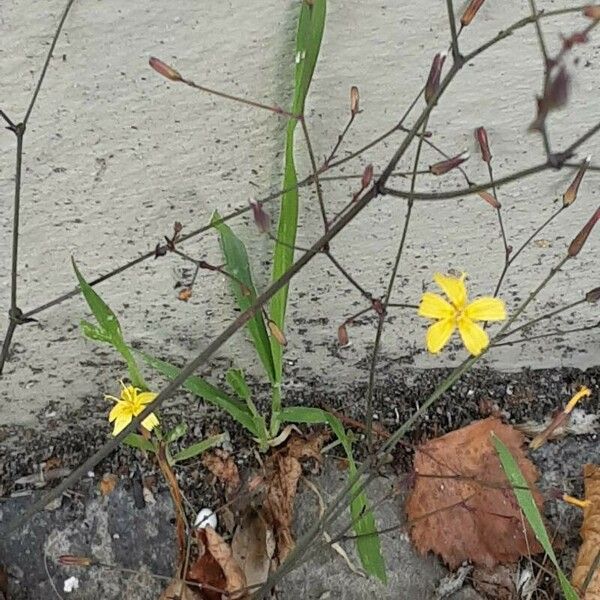 Lactuca muralis Blomma