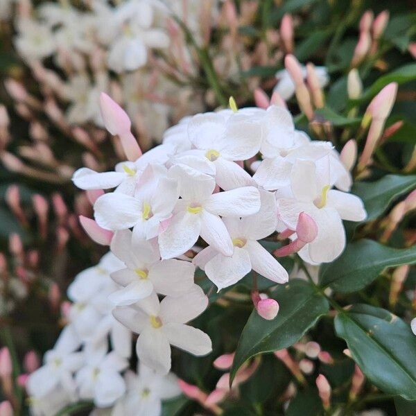 Jasminum polyanthum Květ