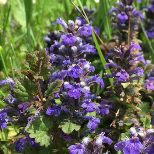 Ajuga genevensis Flor