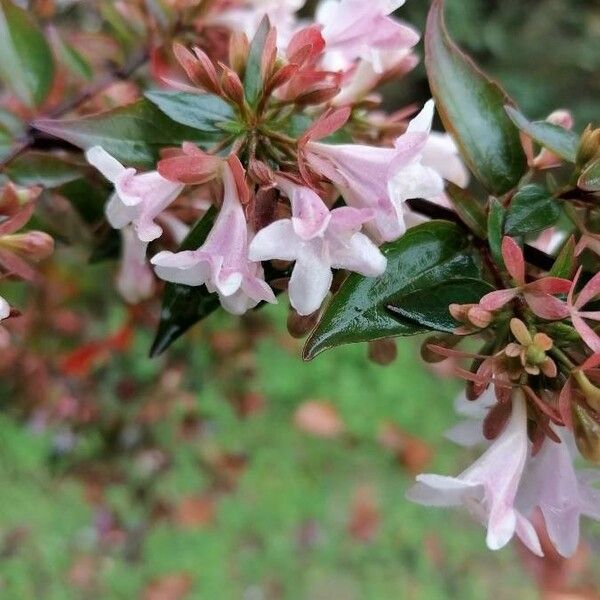 Abelia × grandiflora Blüte