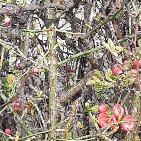 Chaenomeles speciosa बार्क (छाल)