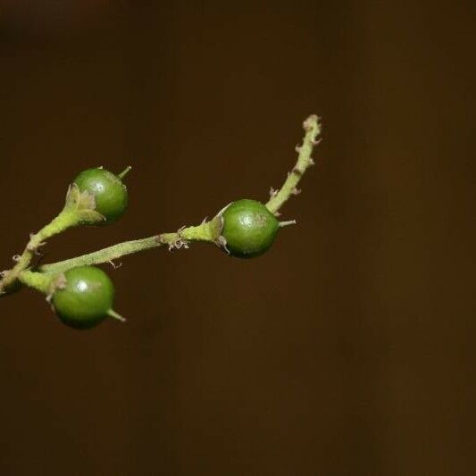 Banara guianensis Gyümölcs