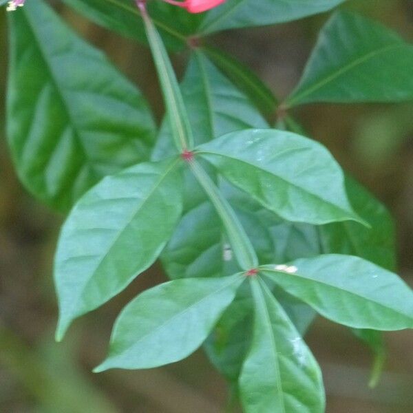 Quassia amara Blad