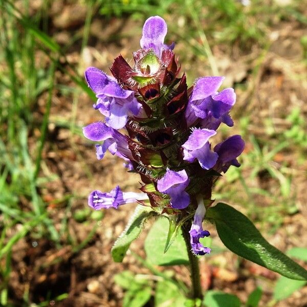 Prunella vulgaris Flower