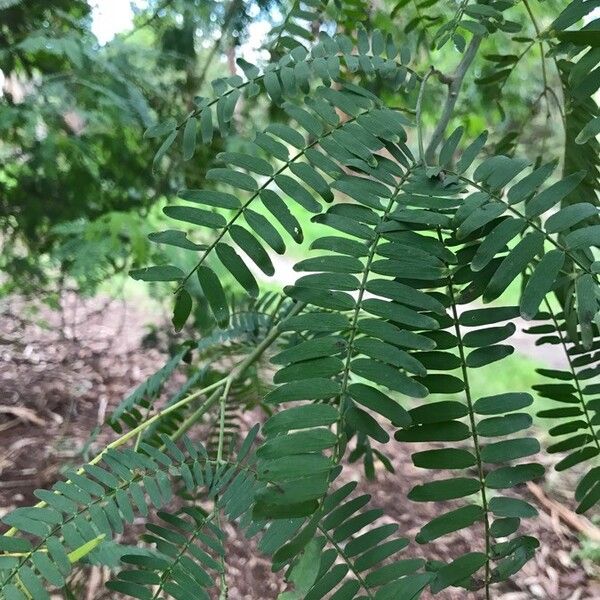 Gleditsia triacanthos পাতা