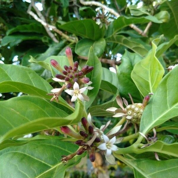 Morinda citrifolia Blomst