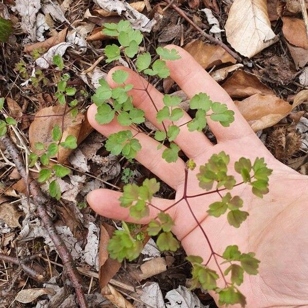 Thalictrum dioicum Hoja