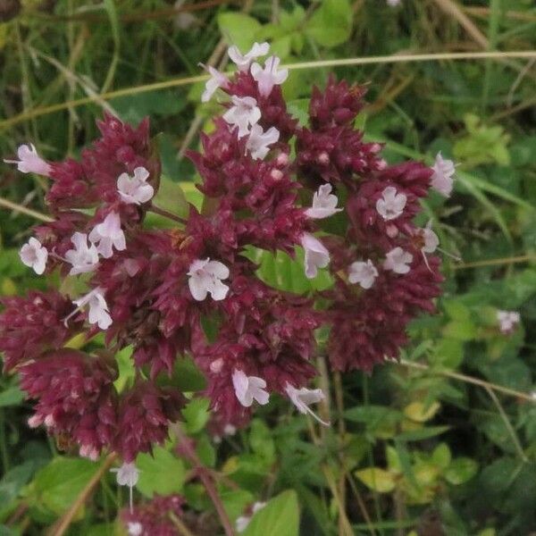 Origanum vulgare 花