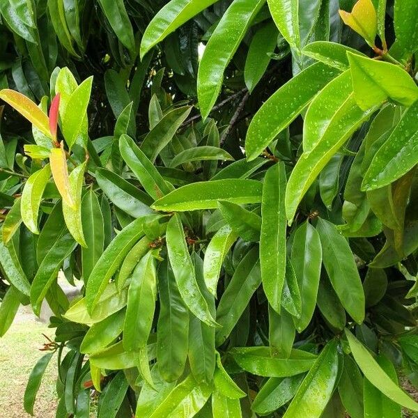 Garcinia atroviridis Leaf